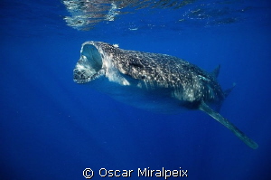 whaleshark feeding by Oscar Miralpeix 